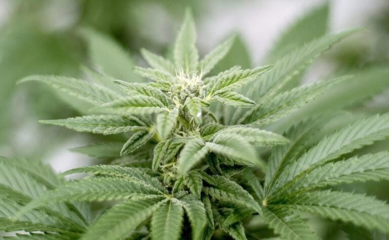hanf-blüte-nacani-cbd-hund-snack-leckerlie