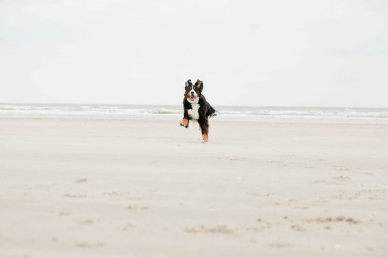 nacani-cbd-hund-snack-leckerlie-erfolgsberichte-erfahrungen-cbd-öl