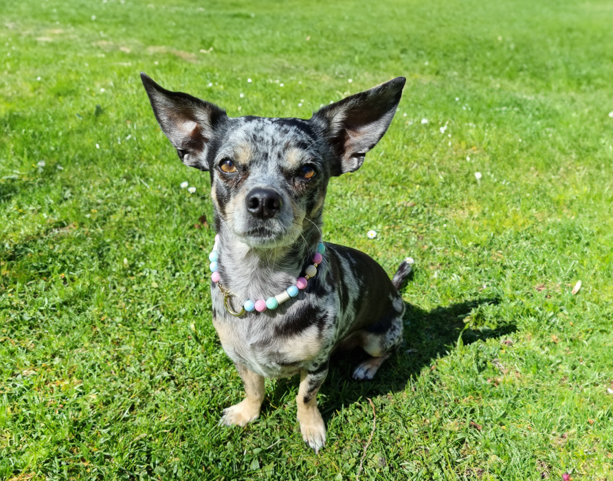 Zeckenzeit - Attack Protect für Hunde und Pferde