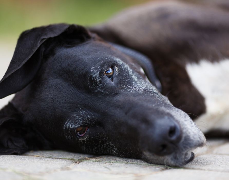 Dementia – Easing Fears and Insecurities