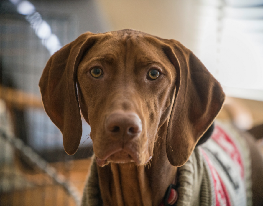 Junge Hunde - gegen die Daueraufregung