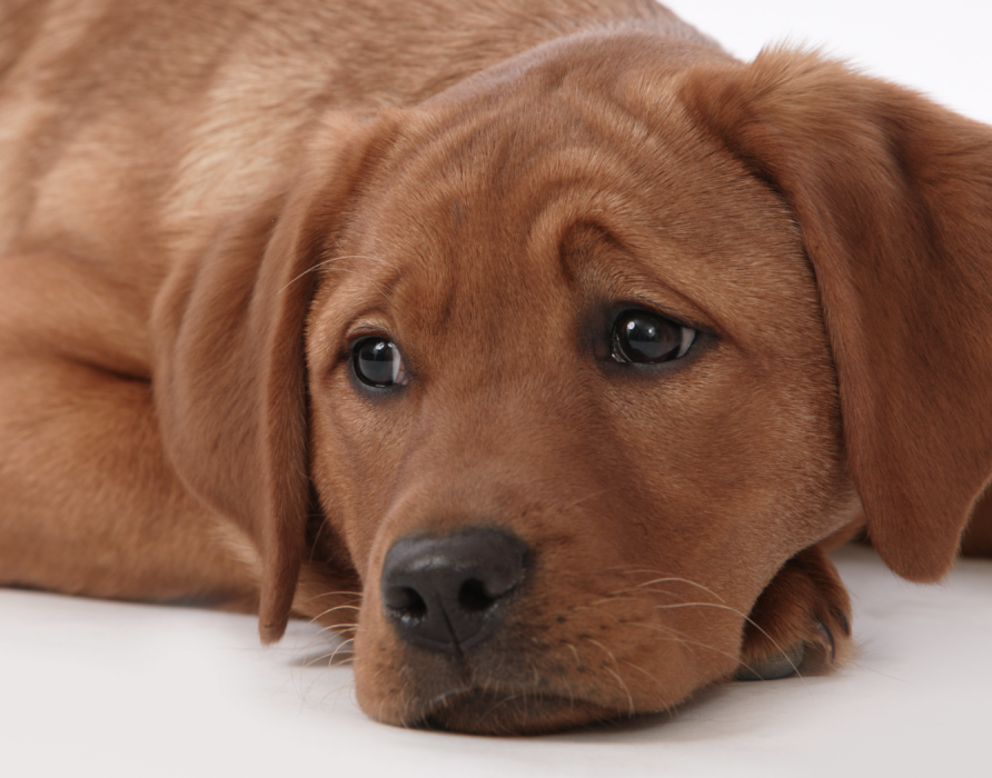 Females in heat - Natural cycle support for females