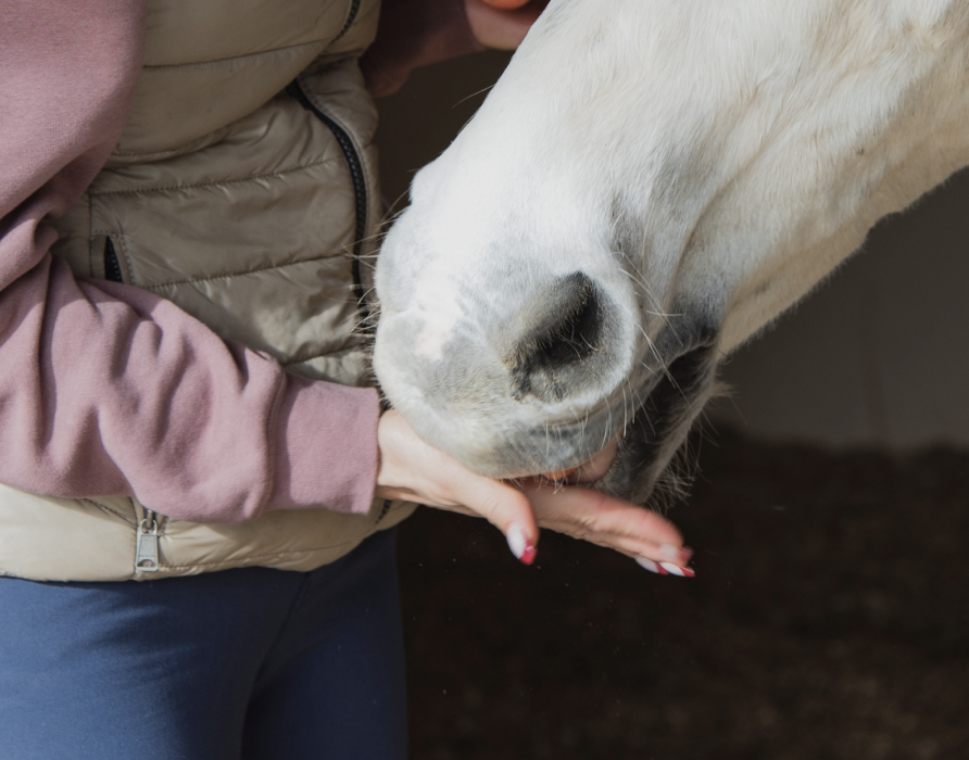 Leckerlis - Funktional und lecker