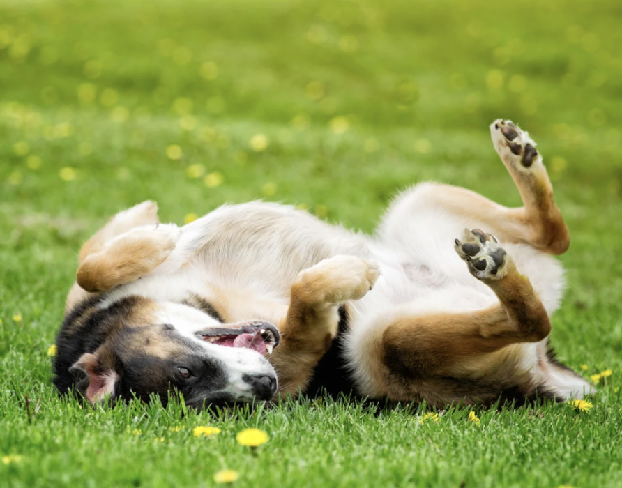 Parasiten - Prophylaxe gegen Plagegeister