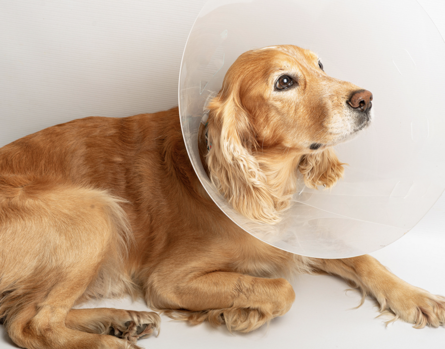 Regeneration - back to old strengths