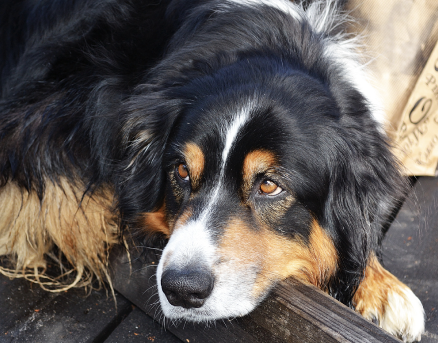 Scheinträchtigkeit - Stärkung des hormonellen Gleichgewichts