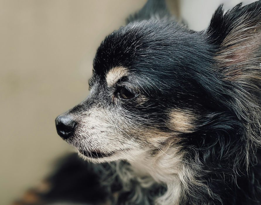 Senioren - Die perfekte Auswahl für ältere Hunde