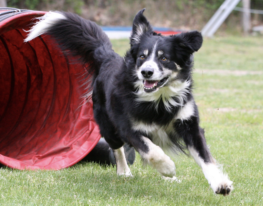 Active dogs - Optimal support for physical fitness 