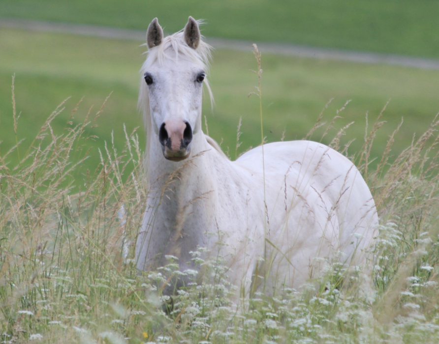 Zeckenschutz für Pferde - Entspannt durch die Sommerzeit
