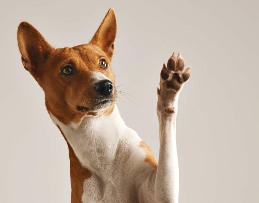 nacani für den Körper