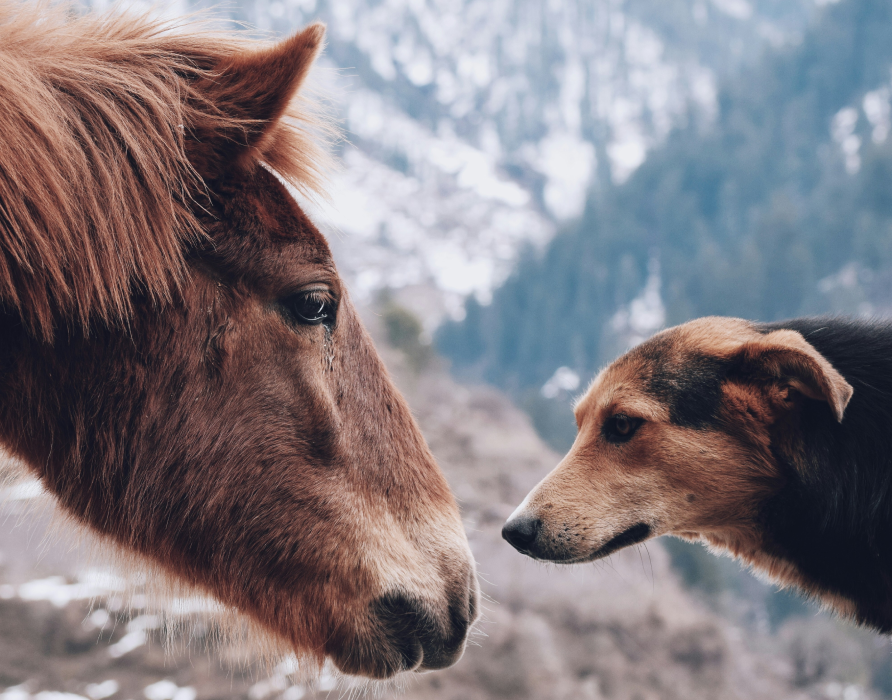 Vegan - Funktionale Produkte ohne Fleisch für Hunde und Pferde