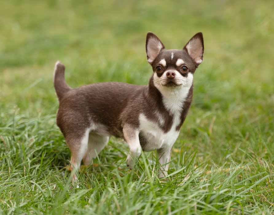 Hunde < 10 kg - Für unsere Minis