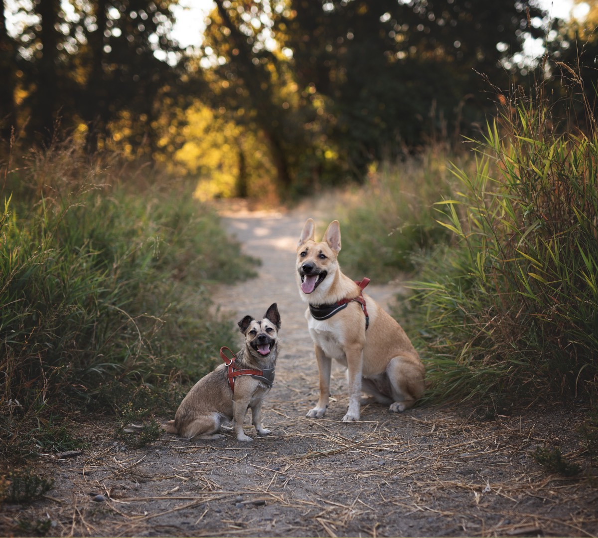 Nach Hundegröße - für jeden Hund die passenden Produkte