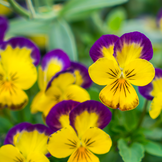 Stiefmütterchen-kraut